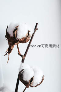 棉桃绽放洁白如雪