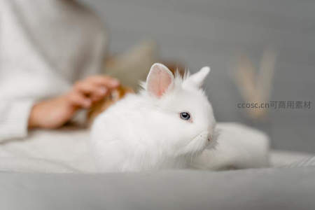 毛茸茸的白兔安静依偎在主人身旁