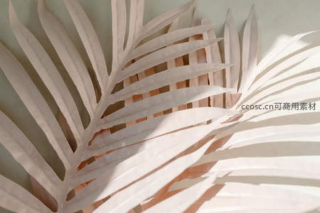 阳光下的棕榈叶剪影，柔和光影艺术