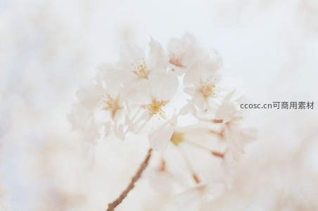 柔光下的樱花微距