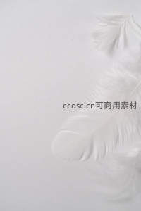 纯白羽毛静置于极简背景之上