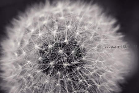 蒲公英种子特写如星芒绽放