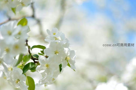 春日枝头洁白花朵绽放