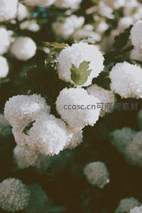 洁白绣球花簇拥绽放于绿叶之间