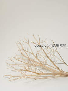 干枯枝条静物艺术摄影