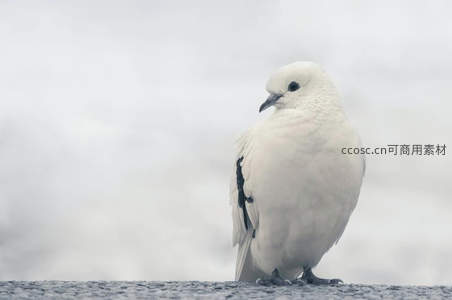 雪白鸽子静立于石台之上