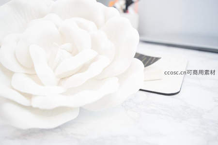 洁白山茶花静置于大理石台面
