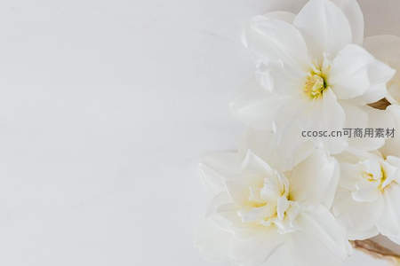 洁白花朵绽放于纯白背景角落