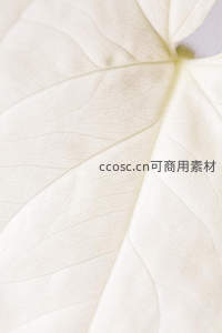 白色叶片脉络的细腻纹理特写