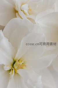 洁白花朵绽放的柔美瞬间