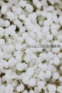 满屏白色小花簇拥成梦幻花海