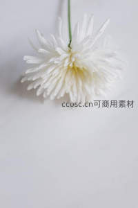 单支白菊静置于纯白背景之上