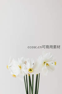 几枝水仙花在素雅背景中绽放
