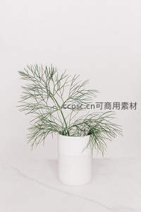 简约白色花瓶中的绿色细叶植物特写