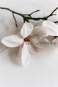 洁白玉兰花瓣绽放的柔美微距瞬间