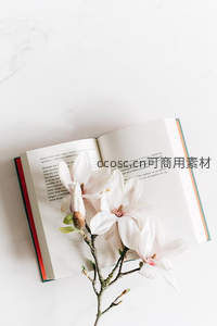 书页间绽放的玉兰花枝文艺静物图