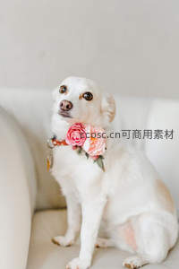 萌犬佩戴粉玫瑰颈饰端坐