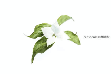 洁白花朵与翠绿叶片静物