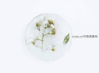 干花被封存于透明冰块中的静谧艺术作品