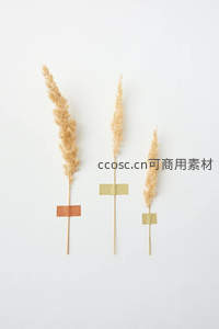 三支干草装饰植物，简约创意摆拍