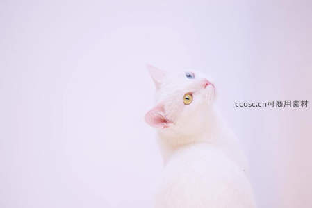 异瞳白猫仰望纯白背景特写