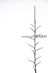 枯枝特写展现自然纹理与线条美