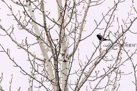 白桦枝头栖息的黑鸟，静谧冬日景象