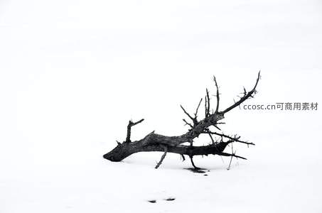 雪地中孤寂枯枝，黑白极简意境