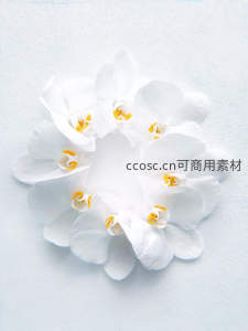 白色蝴蝶兰环形排列雅致