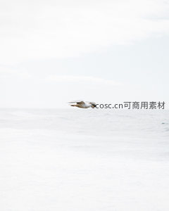 海鸥翱翔于宁静海天之间