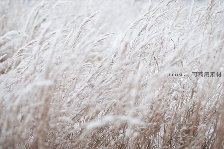 雪覆芦苇荡，冬日自然风光的诗意画卷