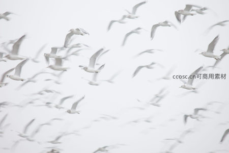 群鸟翱翔于纯净天空的动态瞬间