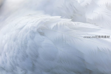 洁白羽毛的细腻纹理特写