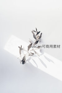 干枯枝叶在纯白背景上的静物特写