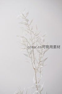 白色植物枝条的极简美学特写