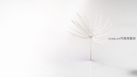 蒲公英种子头的精致微距瞬间