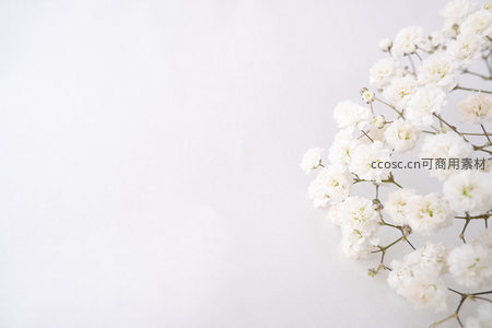 洁白满天星花束静谧绽放