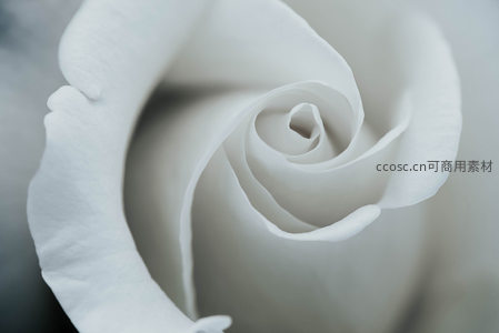 洁白玫瑰花瓣的细腻纹理与优雅螺旋