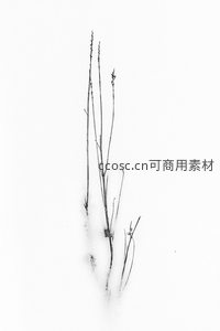 雪中枯枝特写展现冬日孤寂