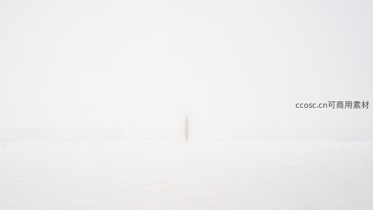 雪原孤树，天地一色静谧无垠