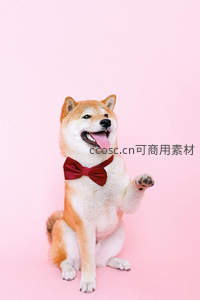 戴红领结柴犬萌趣挥手可爱瞬间