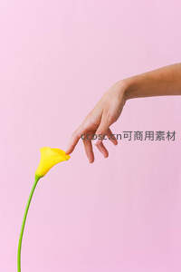 指尖轻触黄色马蹄莲，柔美粉色背景
