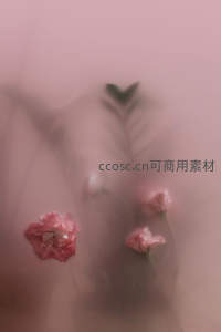 朦胧粉色背景中的康乃馨