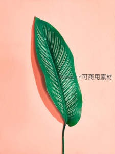 绿叶特写于柔和粉墙背景