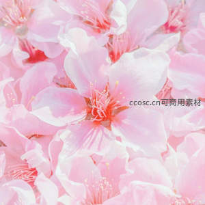 柔美粉色樱花微距特写展现春日烂漫