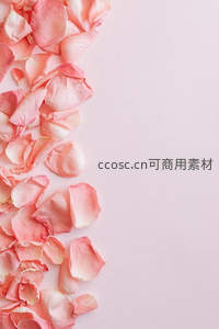 淡粉玫瑰花瓣边框装饰布局