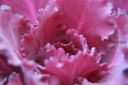 羽衣甘蓝的粉紫艺术纹理