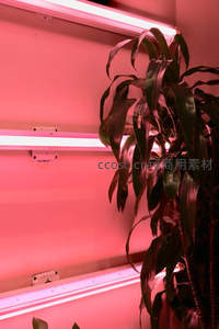 粉红灯光下的绿植特写