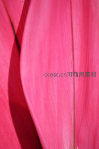 微距下的粉色花瓣，纹理细腻如丝