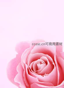 单朵粉玫瑰在纯白背景中绽放